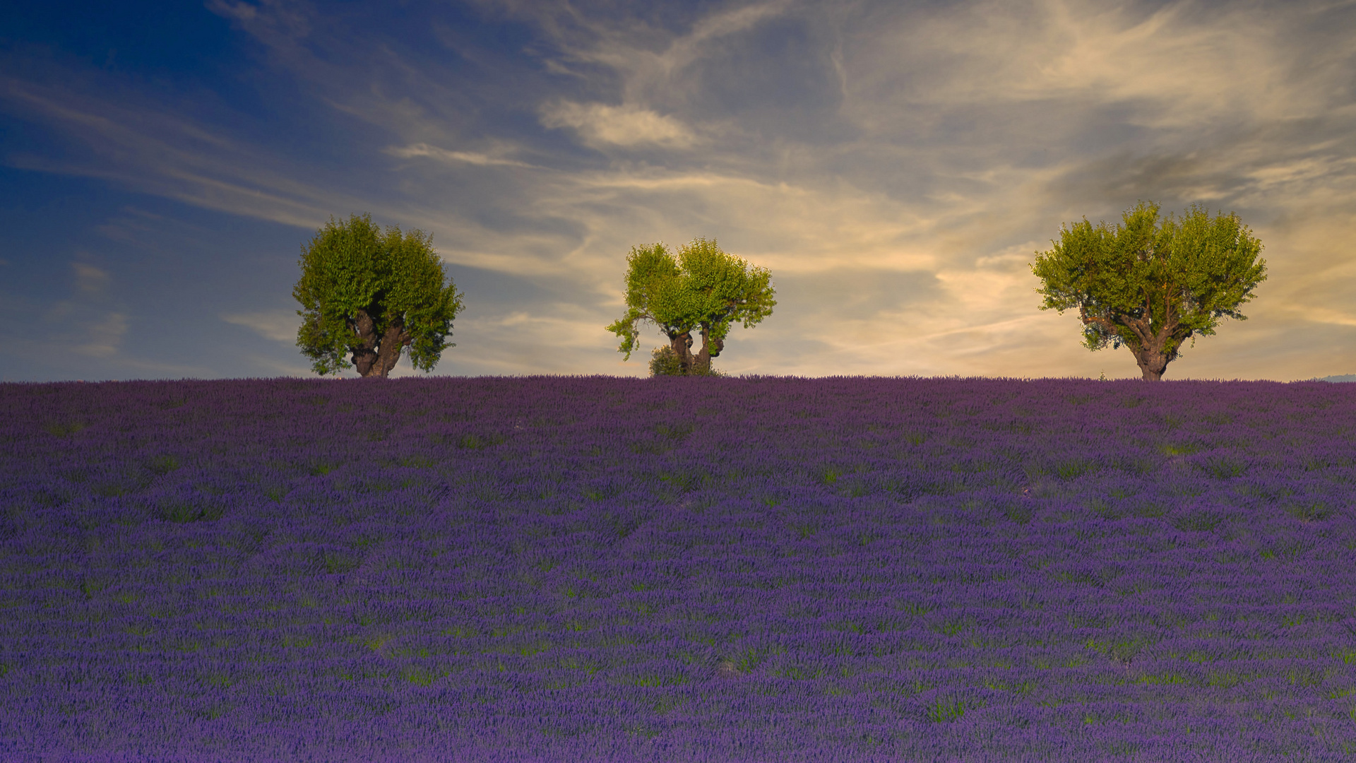 Les arbres dans la lavande / Bäume in den Lavendel