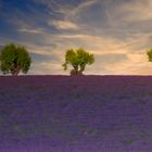 Les arbres dans la lavande / Bäume in den Lavendel