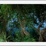 Les arbres dans la rivière