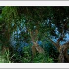 Les arbres dans la rivière