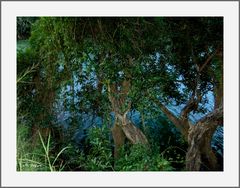 Les arbres dans la rivière