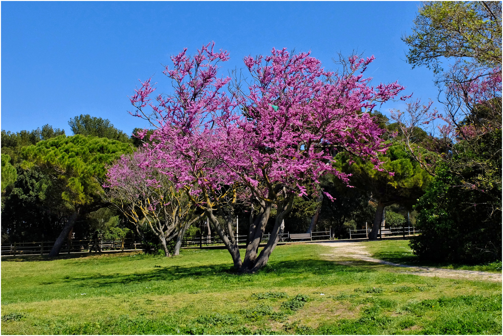 Les arbres de Judée