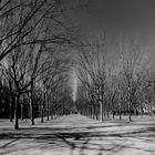 Les arbres de la place