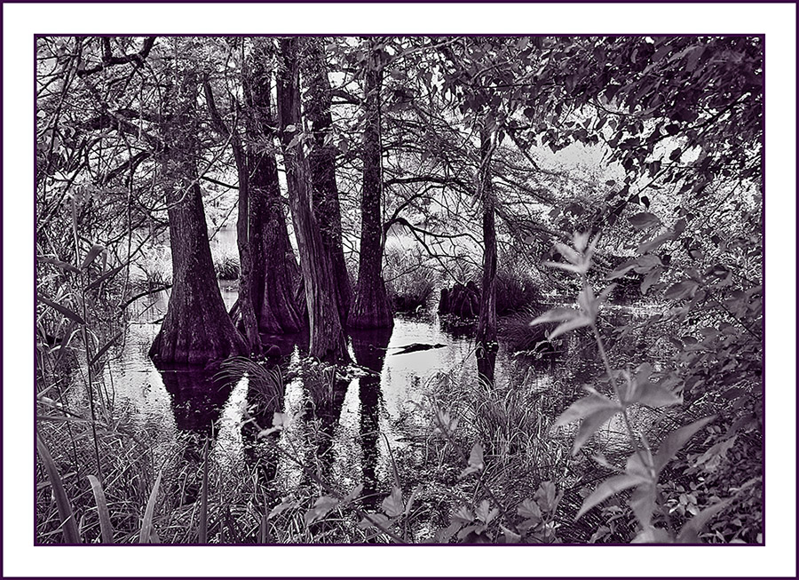 Les arbres de l'eau