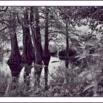 Les arbres de l'eau