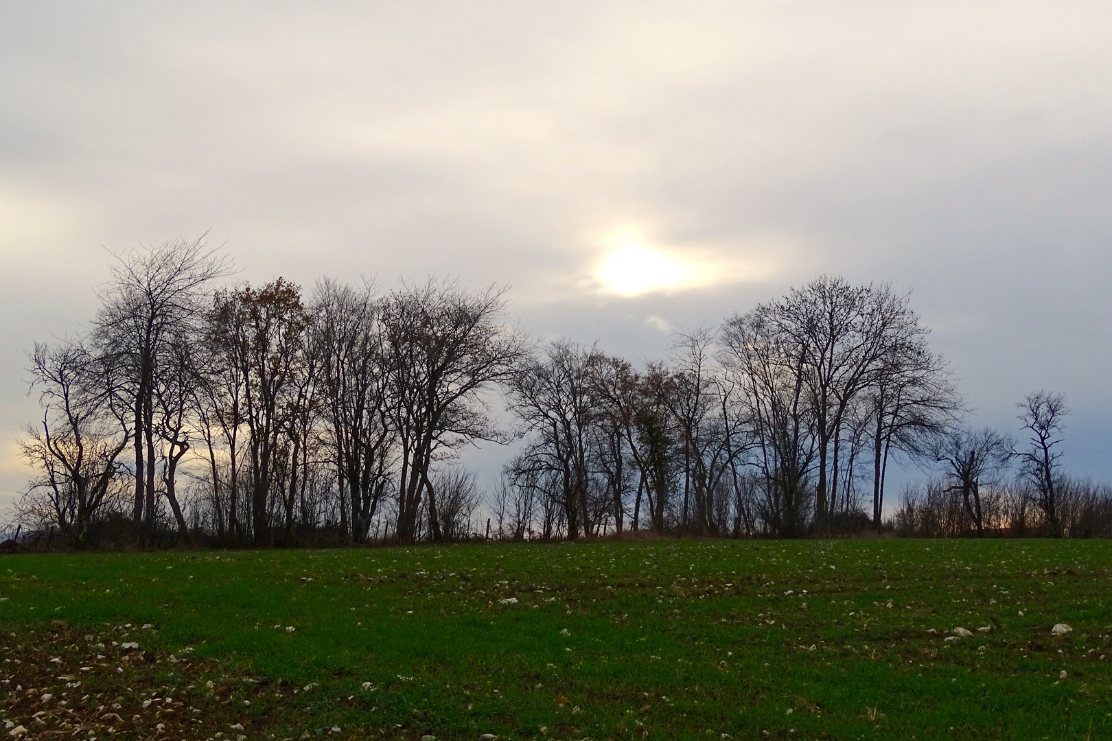 les arbres dénudés 