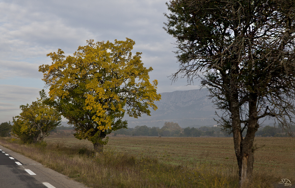 Les arbres dorés