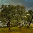 Les arbres du glen Torridon