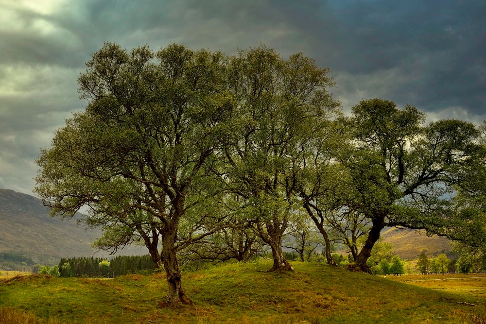 Les arbres du glen Torridon