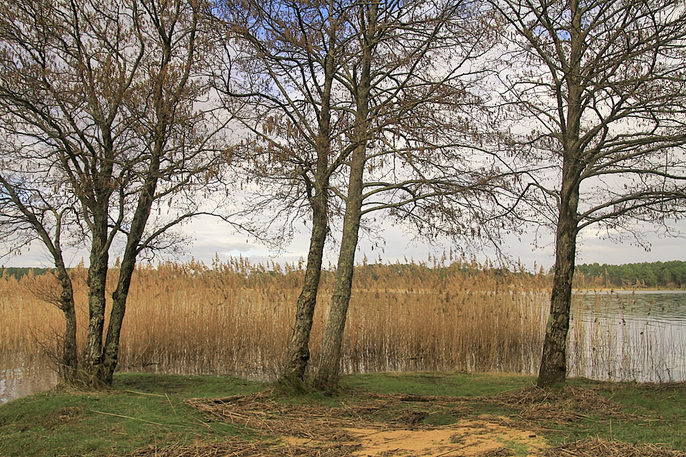 les arbres du lac !