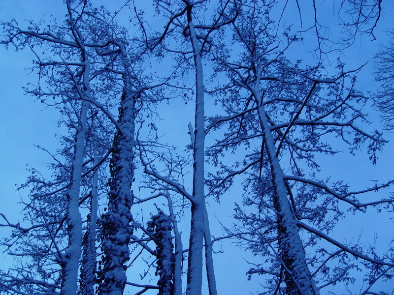 Les arbres du lac aussi sous la neige