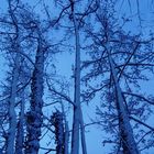 Les arbres du lac aussi sous la neige
