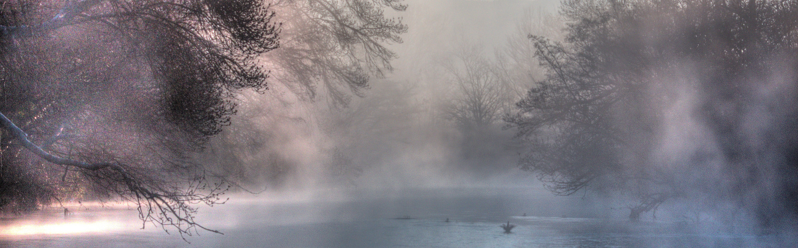 LES ARBRES ET LES CANARDS