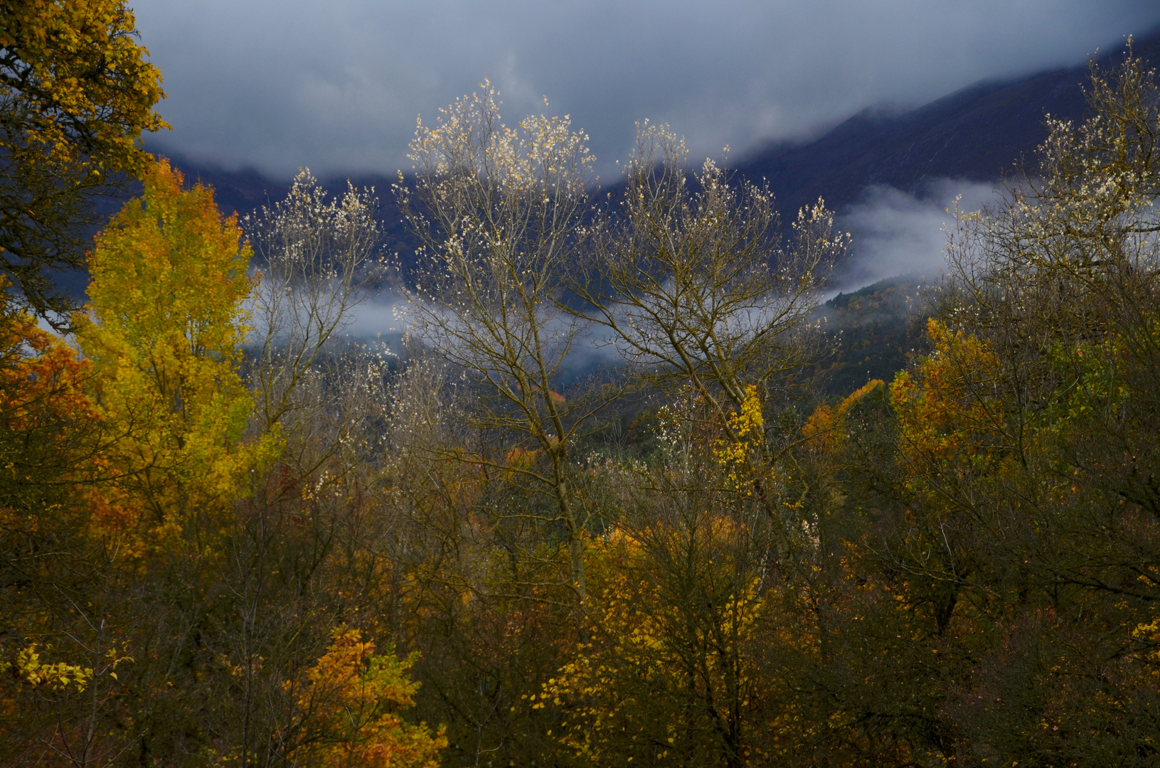 * les arbres *