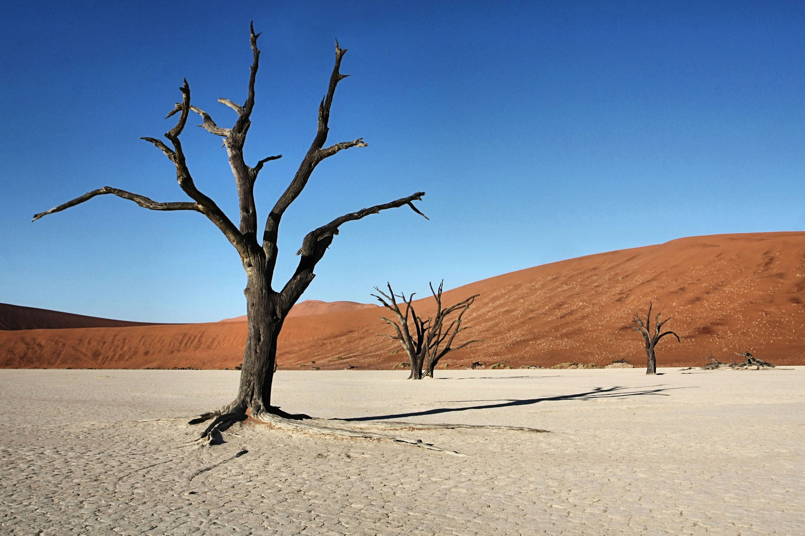 Les arbres fantomes...