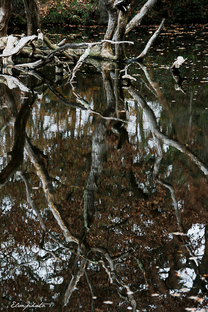 Les arbres "morts"