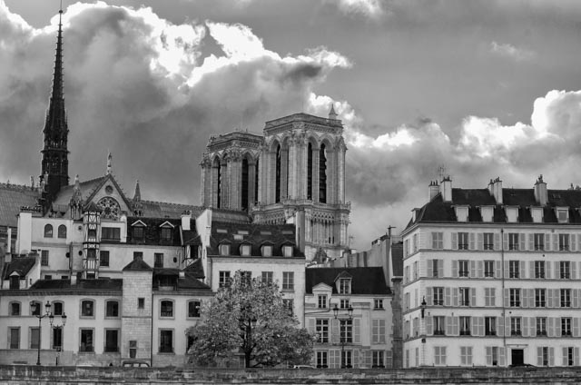 les arbres ne cache pas que des forêts