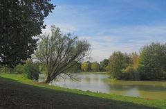 Les arbres ont du mal à prendre leurs couleurs d’automne