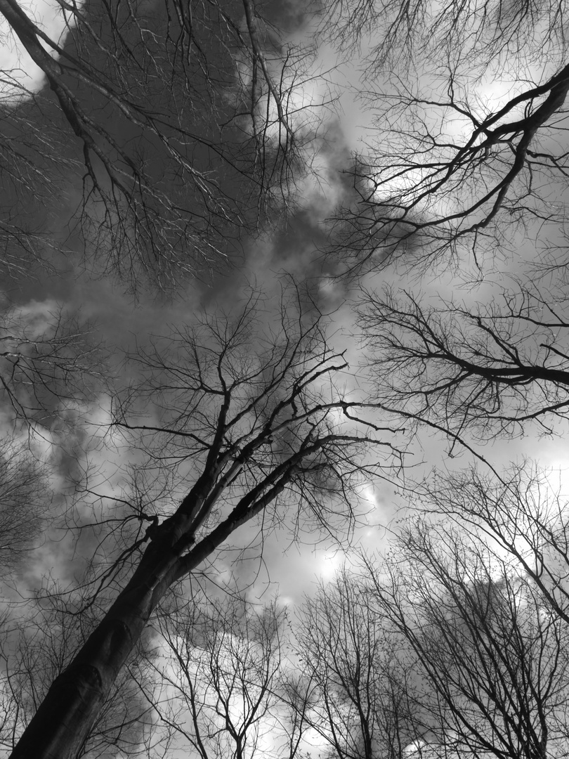 Les arbres qui poussent du ciel