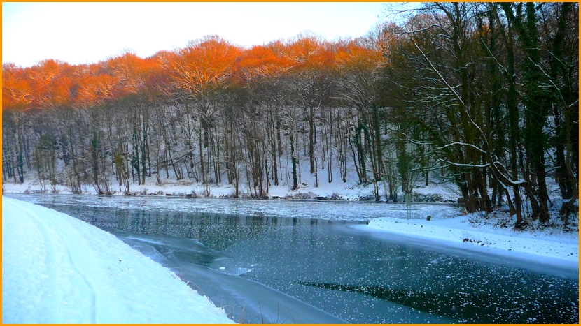 Les arbres rougissent de froid !