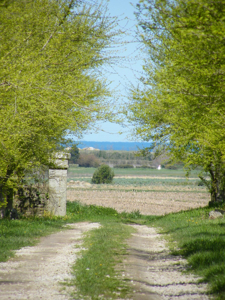 les arbres se rejoignent pour nous montrer la mer