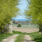 les arbres se rejoignent pour nous montrer la mer