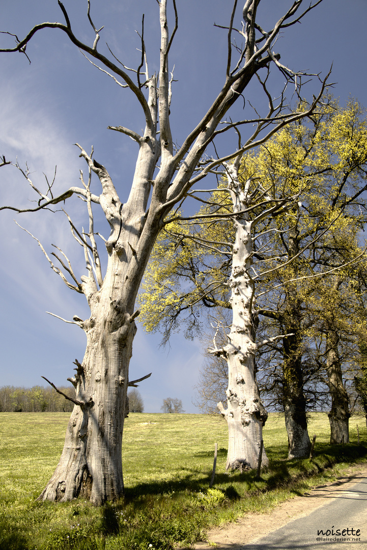 Les arbres sont des sculptures