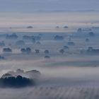 Les arbres...die Bäume...