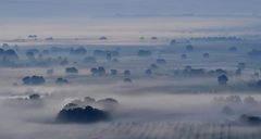 Les arbres...die Bäume...