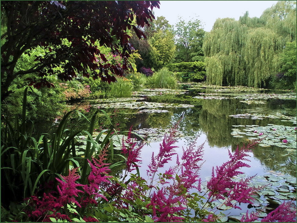 les astilbes