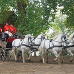 Les attelages du Haras du Pin 02