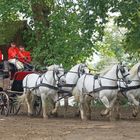 Les attelages du Haras du Pin 02