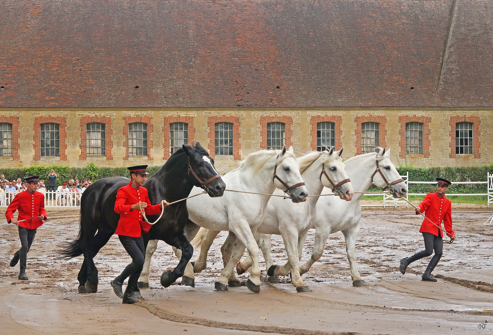 Les attelages du Haras du Pin