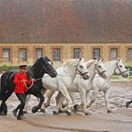 Les attelages du Haras du Pin