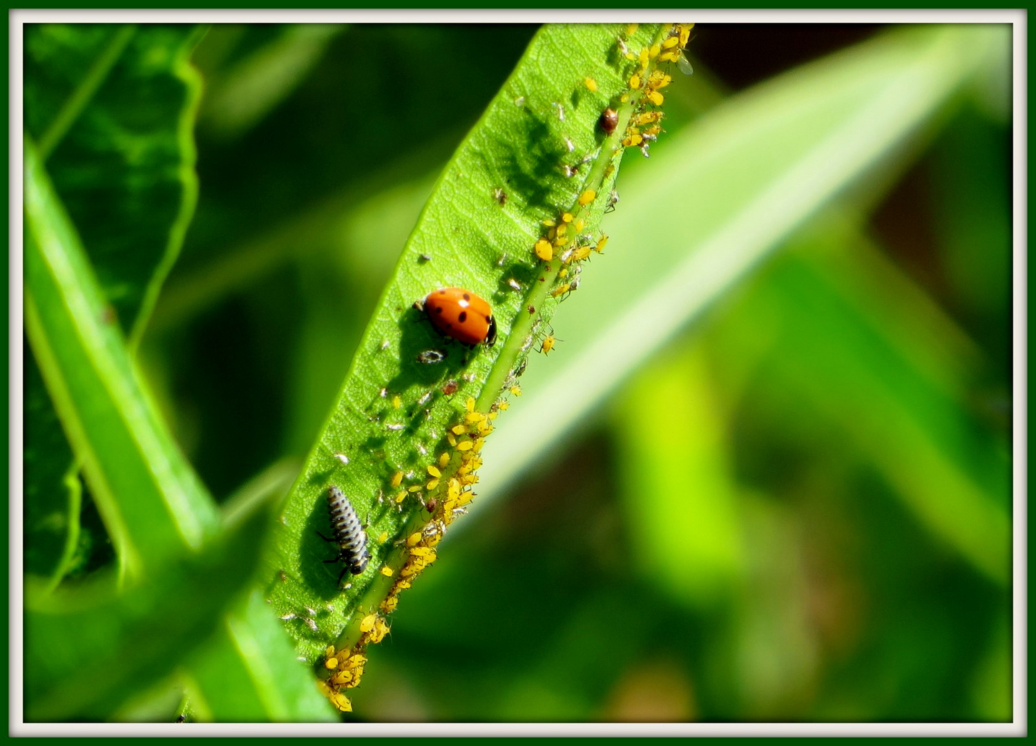 Les auxiliaires de jardin