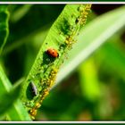 Les auxiliaires de jardin