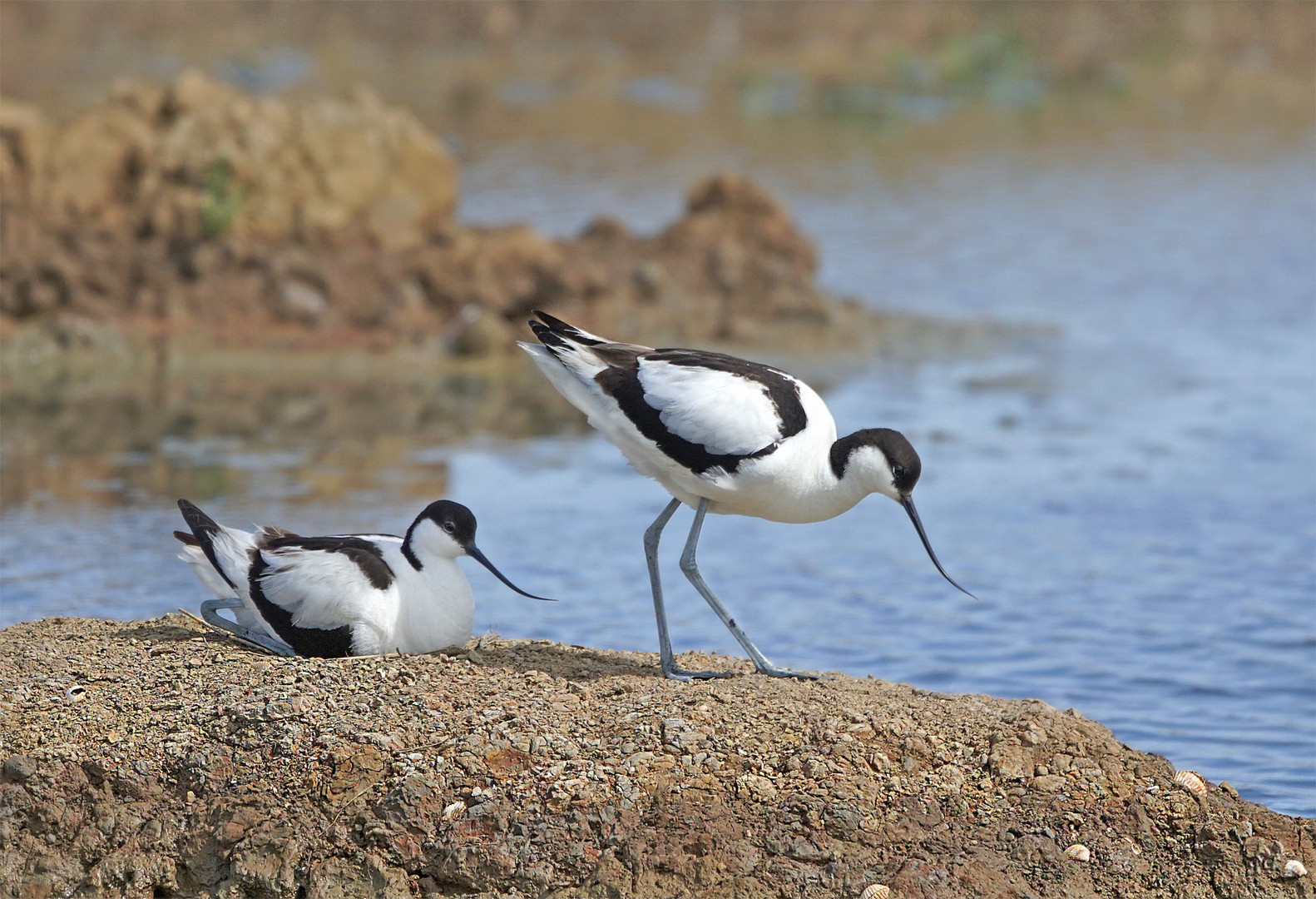 Les avocettes...