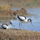 Les avocettes...