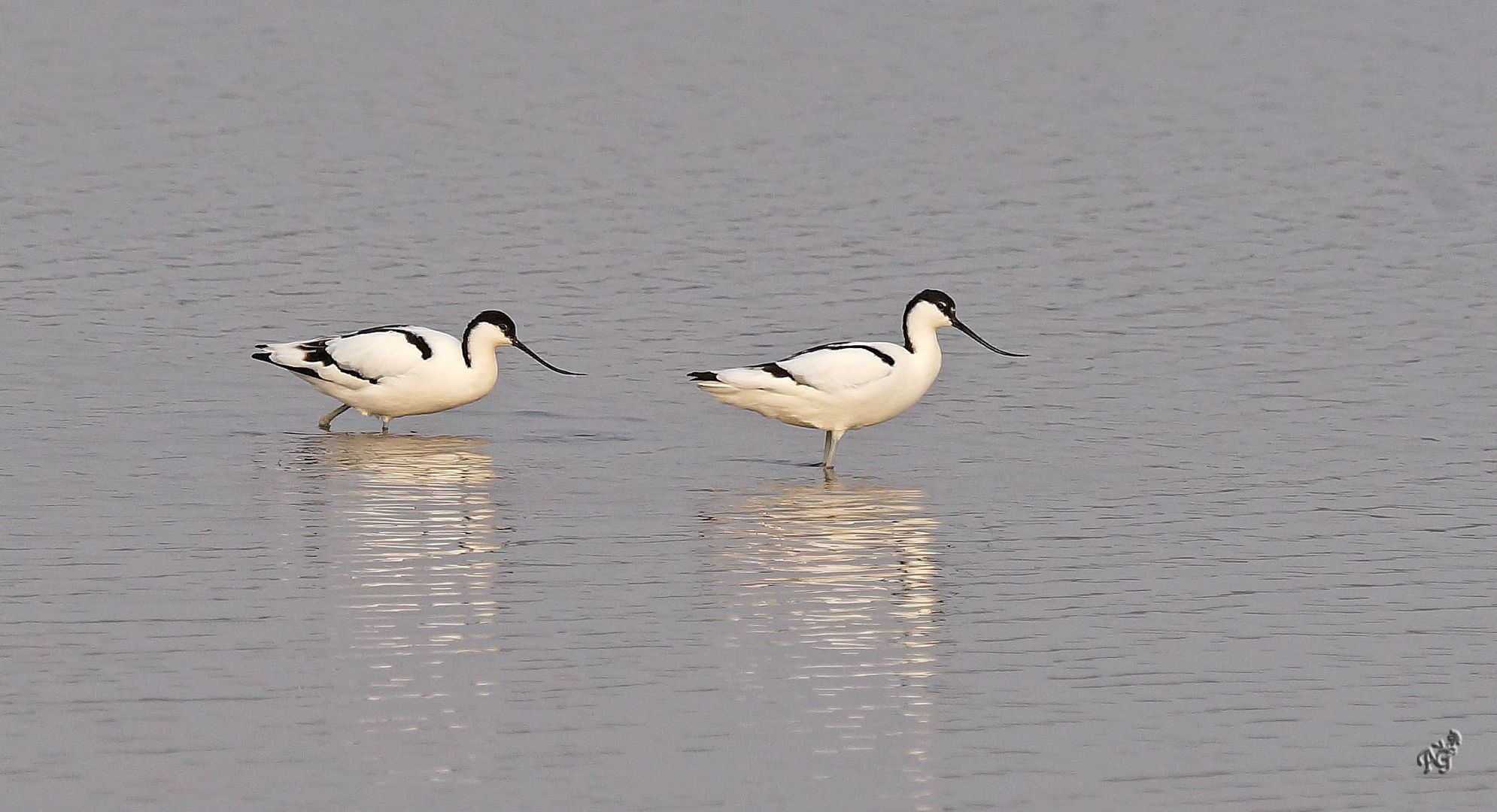 Les avocettes