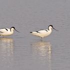 Les avocettes