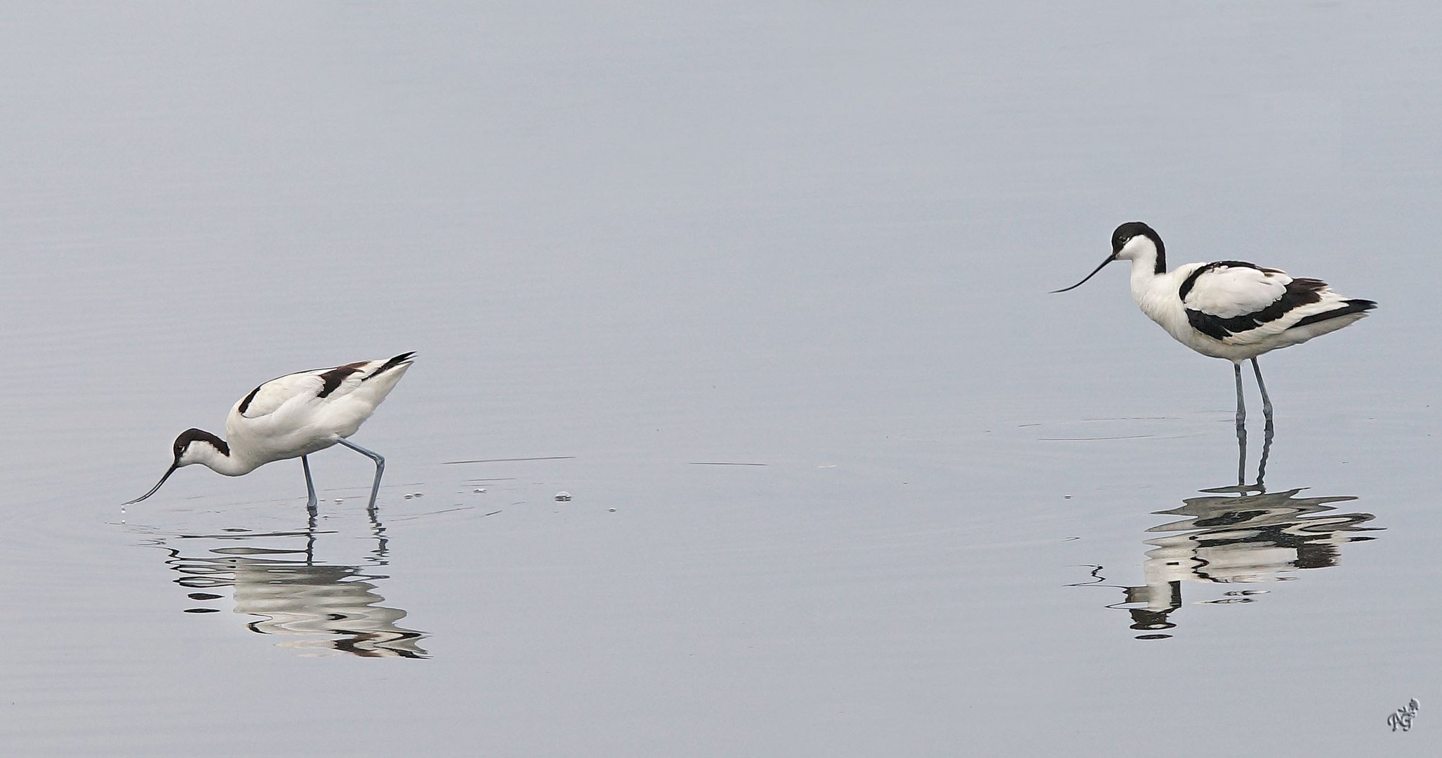 les avocettes