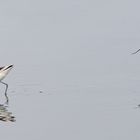 les avocettes