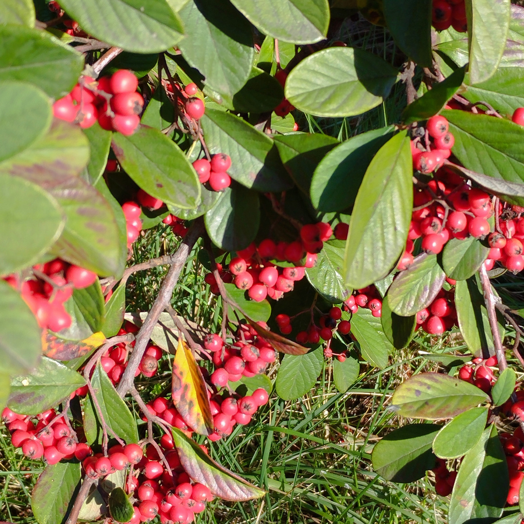 Les baies rouges