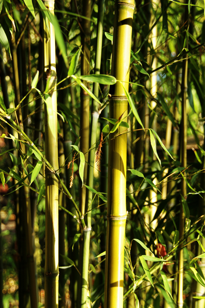 Les bambous 