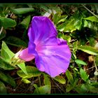 LES - BAUX - DE - PROVENCE - 55 -