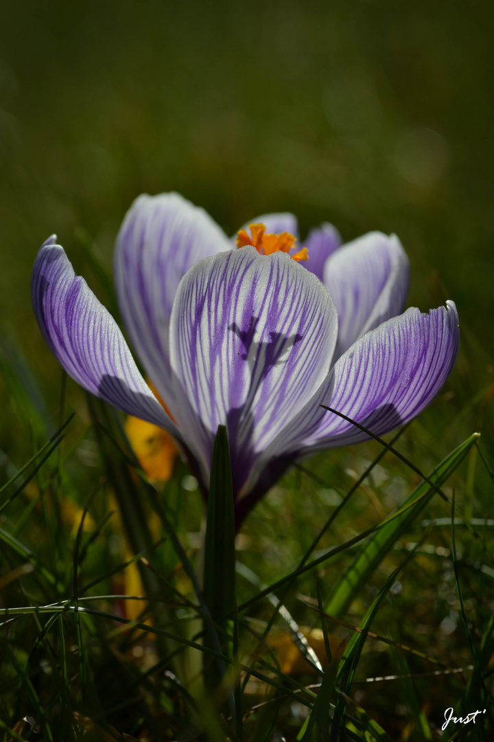 Les beaux Crocus