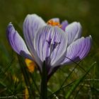 Les beaux Crocus