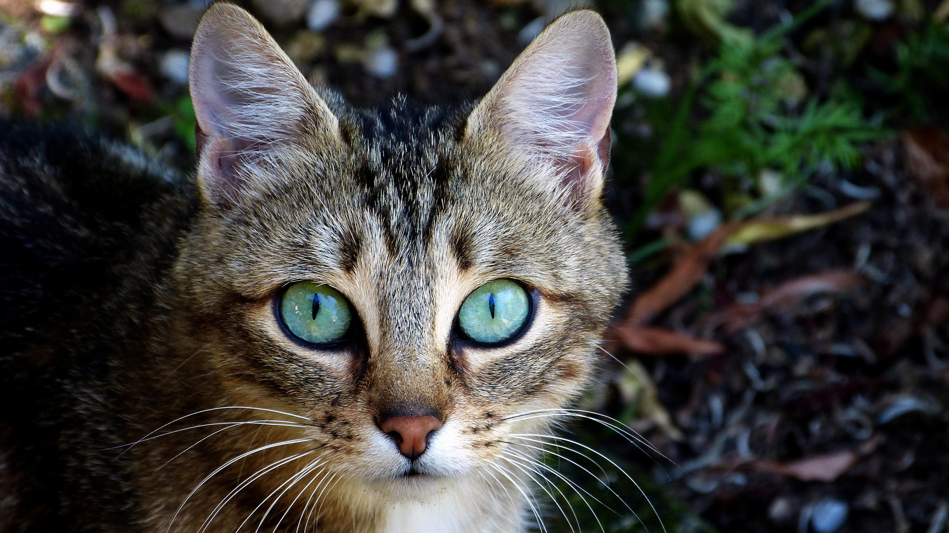 Les beaux yeux de ma petite chatte