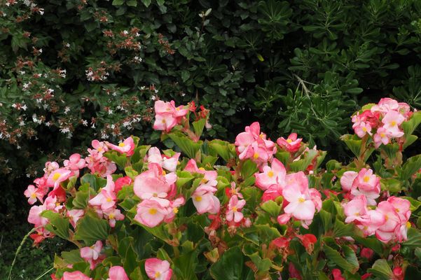 Les bégonias adorent cet “été indien“