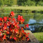 Les bégonias devant l’étang